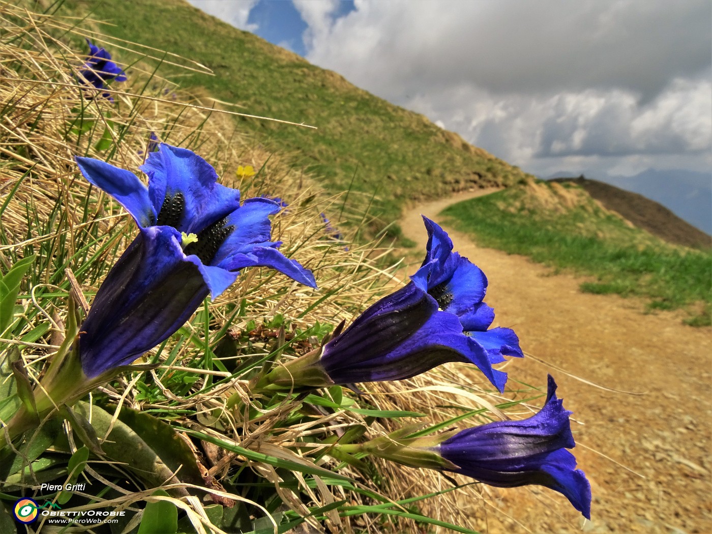 31 Sul sent. 109 unificato col 101 spettacolo di Gentiana acaulis.JPG